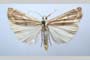 Catoptria olympica Ganev, 1983 [paratype]