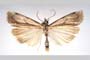 Catoptria olympica Ganev, 1983 [paratype]