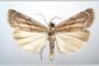 Catoptria olympica Ganev, 1983 [paratype]