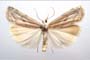 Catoptria olympica Ganev, 1983 [paratype]