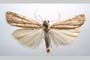 Catoptria olympica Ganev, 1983 [paratype]