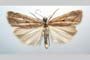Catoptria olympica Ganev, 1983 [paratype]