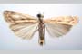 Catoptria olympica Ganev, 1983 [paratype]
