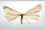 Catoptria majorella klimeschi Ganev, 1983 [paratype]