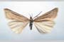 Catoptria majorella klimeschi Ganev, 1983 [paratype]