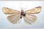 Catoptria majorella klimeschi Ganev, 1983 [paratype]