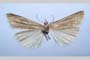 Catoptria majorella klimeschi Ganev, 1983 [paratype]