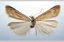 Catoptria majorella klimeschi Ganev, 1983 [paratype]