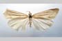 Catoptria majorella klimeschi Ganev, 1983 [paratype]