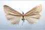 Catoptria majorella klimeschi Ganev, 1983 [paratype]