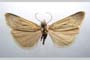 Catoptria biformella roesleri Ganev, 1983 [paratype]