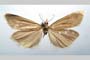 Catoptria biformella roesleri Ganev, 1983 [paratype]