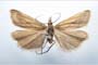 Catoptria biformella roesleri Ganev, 1983 [paratype]