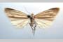 Catoptria biformella roesleri Ganev, 1983 [paratype]