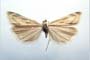 Catoptria biformella roesleri Ganev, 1983 [paratype]