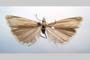 Catoptria biformella roesleri Ganev, 1983 [paratype]