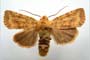 Orrhodia rubiginea var. bulgarica Karnoschitzky, 1954 [holotype]