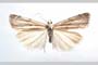 Catoptria olympica Ganev, 1983 [holotype]