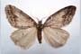 Hybernia declinans ab. zlatarskii Karnoschitzky, 1954 [holotype]