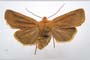 Orrhodia rubiginea var. bulgarica Karnoschitzky, 1954 [holotype]