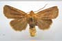 Orrhodia rubiginea var. bulgarica Karnoschitzky, 1954 [paratype]