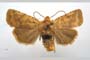 Orrhodia rubiginea var. bulgarica Karnoschitzky, 1954 [paratype]