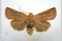 Orrhodia rubiginea var. bulgarica ab. fumosa Karnoschitzky, 1954 [holotype]
