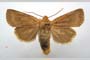 Orrhodia rubiginea var. bulgarica ab. fumosa Karnoschitzky, 1954 [paratype]