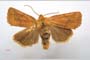 Orrhodia rubiginea var. bulgarica ab. subcompleta Karnoschitzky, 1954 [holotype]