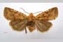 Orrhodia rubiginea var. bulgarica ab. subtigerina Karnoschitzky, 1954 [paratype]