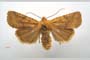 Orrhodia rubiginea var. bulgarica ab. subtigerina Karnoschitzky, 1954 [holotype]