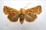 Orrhodia rubiginea var. bulgarica Karnoschitzky, 1954 [paratype]