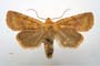 Orrhodia rubiginea var. bulgarica Karnoschitzky, 1954 [paratype]