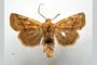 Orrhodia rubiginea var. bulgarica Karnoschitzky, 1954 [paratype]