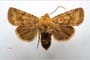 Orrhodia rubiginea var. bulgarica Karnoschitzky, 1954 [paratype]