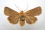 Orrhodia rubiginea var. bulgarica ab. fumosa Karnoschitzky, 1954 [paratype]