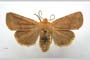Orrhodia rubiginea var. bulgarica ab. fumosa Karnoschitzky, 1954 [paratype]