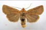 Orrhodia rubiginea var. bulgarica ab. fumosa Karnoschitzky, 1954 [paratype]