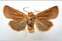 Orrhodia rubiginea var. bulgarica Karnoschitzky, 1954 [paratype]