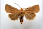 Orrhodia rubiginea var. bulgarica Karnoschitzky, 1954 [paratype]