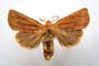 Orrhodia rubiginea var. bulgarica Karnoschitzky, 1954 [paratype]