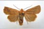 Orrhodia rubiginea var. bulgarica Karnoschitzky, 1954 [paratype]
