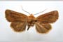 Orrhodia rubiginea var. bulgarica Karnoschitzky, 1954 [paratype]