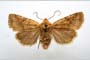 Orrhodia rubiginea var. bulgarica ab. subtigerina Karnoschitzky, 1954 [paratype]