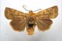 Orrhodia rubiginea var. bulgarica ab. subtigerina Karnoschitzky, 1954 [paratype]