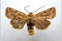 Orrhodia rubiginea var. bulgarica ab. subtigerina Karnoschitzky, 1954 [paratype]