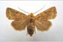 Orrhodia rubiginea var. bulgarica ab. subtigerina Karnoschitzky, 1954 [paratype]