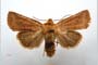 Orrhodia rubiginea var. bulgarica ab. subcompleta Karnoschitzky, 1954 [paratype]