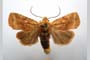 Orrhodia rubiginea var. bulgarica ab. subcompleta Karnoschitzky, 1954 [paratype]