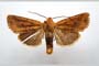 Orrhodia rubiginea var. bulgarica ab. subcompleta Karnoschitzky, 1954 [paratype]